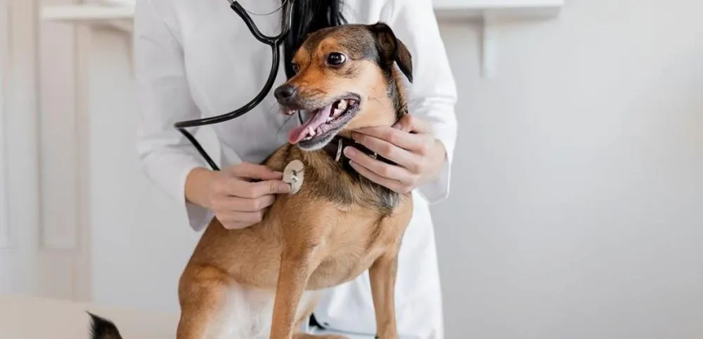 Porto Velho dá passo histórico: cidade inaugura primeira clínica pública de bem-estar animal de Rondônia