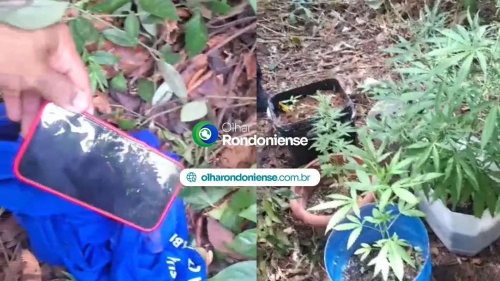 URGENTE: Polícia localiza celular roubado e encontra plantação de maconha durante rastreamento