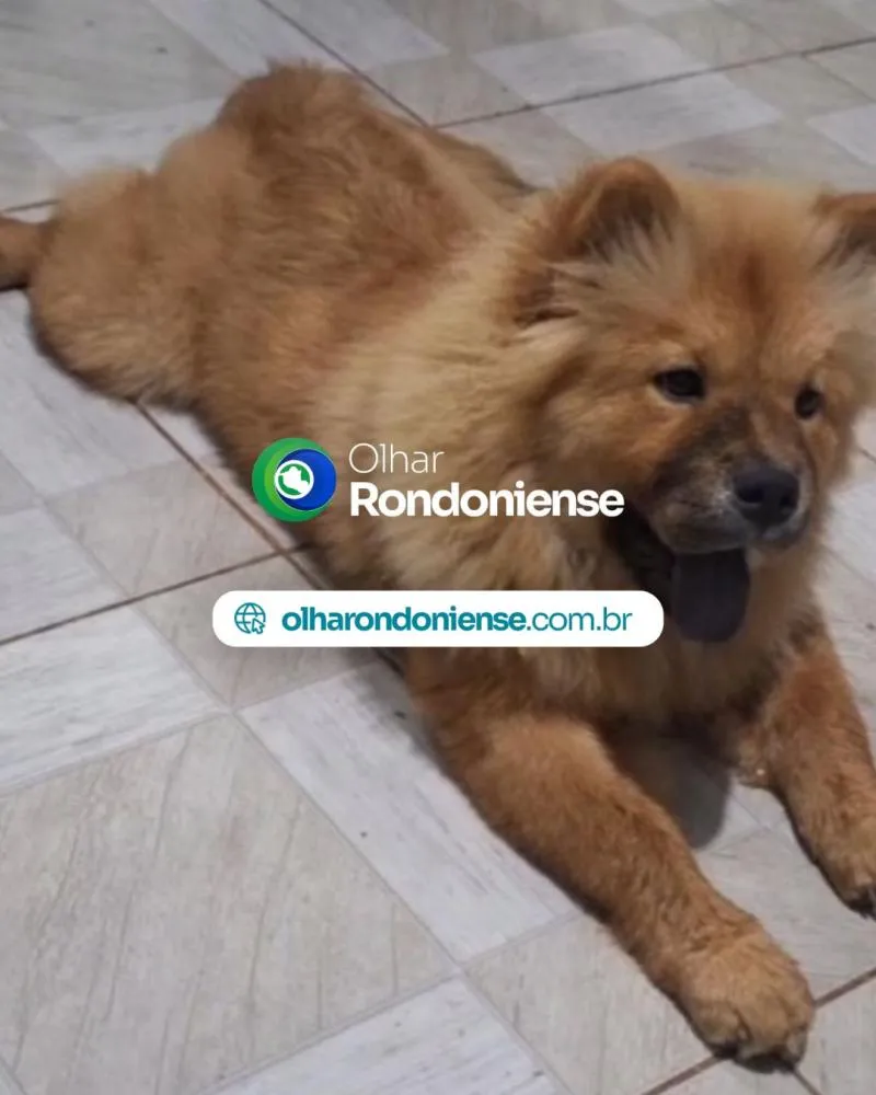 Criminosos invadem casa no bairro Castanheira, fazem reféns e levam cachorro de estimação